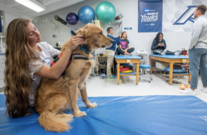 therapy dog